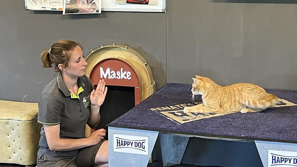 Pamina See beim Training mit Filmkater Nils. Pamina See beim Training mit Filmkater Nils.