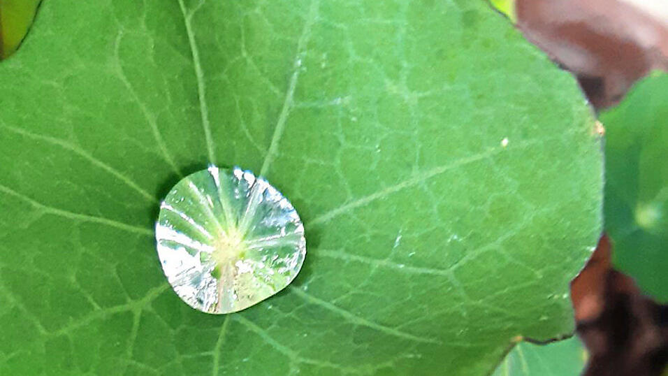 'Regenperle im Garten' hat Christine Studener ihr Foto genannt.