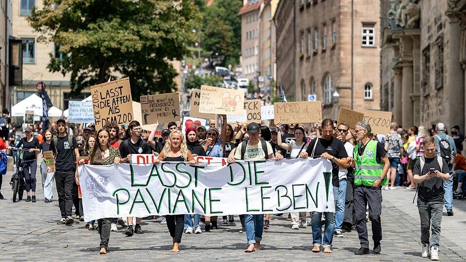 Die Tötung von Pavianen in Nürnberg hat scharfe Proteste hervorgerufen. (Archivbild) Die Tötung von Pavianen in Nürnberg hat scharfe Proteste hervorgerufen. (Archivbild)