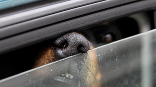 Weil eine Anwohnerin aufmerksam war, blieb der Hund unversehrt. (Symbolbild)