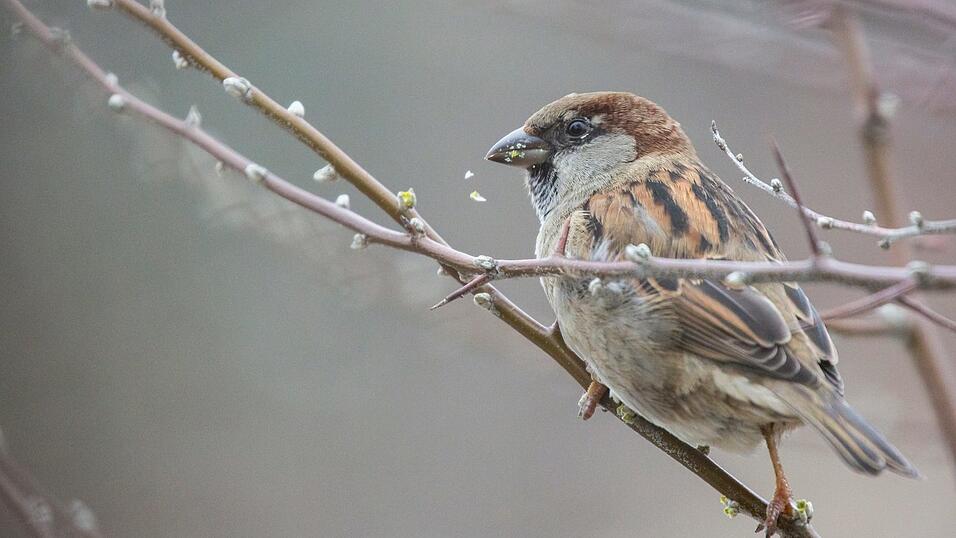 Haussperling oder Spatz. Haussperling oder Spatz.