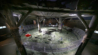 Ein beliebtes Becken im Sealife M&uuml;nchen mit Mini-Hai und Rochen