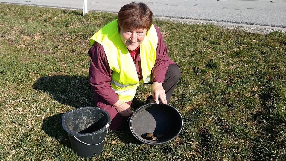 Freiwillige Helfer sammelt die wandernden Kr&ouml;ten auf und bringt sie sicher &uuml;ber die Stra&szlig;e.