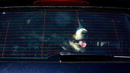 Der Angeklagte hatte den Hund an einem warmen Tag allein im Kofferraum des Autos gelassen. Das Tier starb. (Symbolfoto) Der Angeklagte hatte den Hund an einem warmen Tag allein im Kofferraum des Autos gelassen. Das Tier starb. (Symbolfoto)