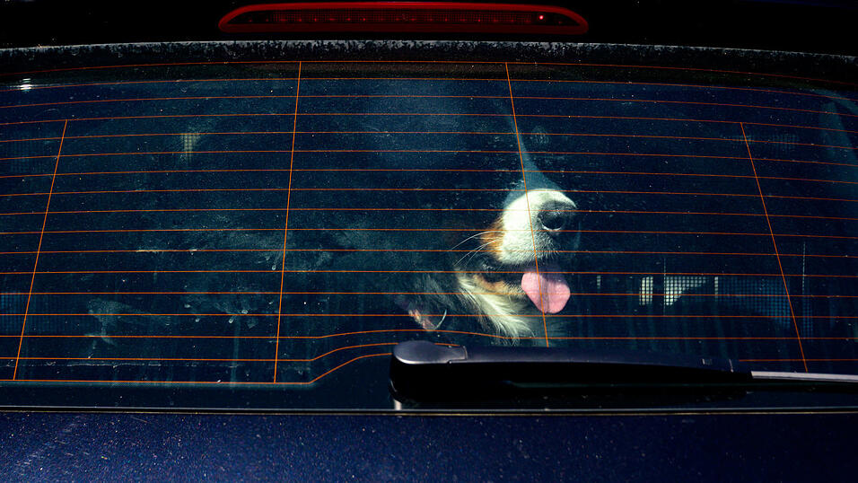 Der Angeklagte hatte den Hund an einem warmen Tag allein im Kofferraum des Autos gelassen. Das Tier starb. (Symbolfoto)