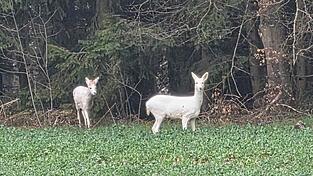 Eine Familie fotografierte am Samstag zwei schneewei&szlig;e Rehe. Bilder von dieser Begegnung sorgen nun f&uuml;r Wirbel.