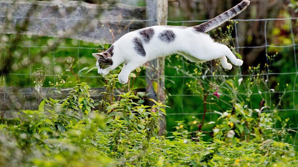Tier&auml;rzte fordern eine Kastrationspflicht von Katzen, die frei herumlaufen d&uuml;rfen. (Symbolbild)