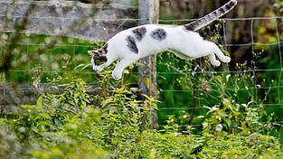 Tierärzte fordern eine Kastrationspflicht von Katzen, die frei herumlaufen dürfen. (Symbolbild) Tierärzte fordern eine Kastrationspflicht von Katzen, die frei herumlaufen dürfen. (Symbolbild)