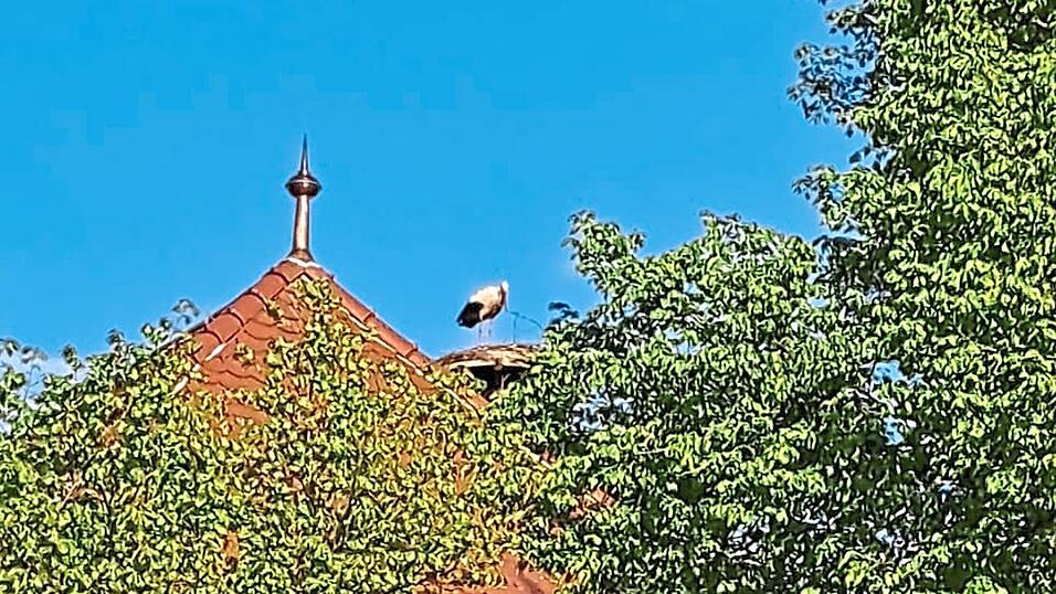 Das Nest wurde f&uuml;r die R&uuml;ckkehr der V&ouml;gel vorbereitet.