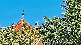 Das Nest wurde f&uuml;r die R&uuml;ckkehr der V&ouml;gel vorbereitet.