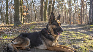 Ein Sch&auml;ferhund war wohl der Grund daf&uuml;r, warum es zwischen zwei Nachbarn in der Vergangenheit immer wieder zu heftigem Streit gekommen ist.