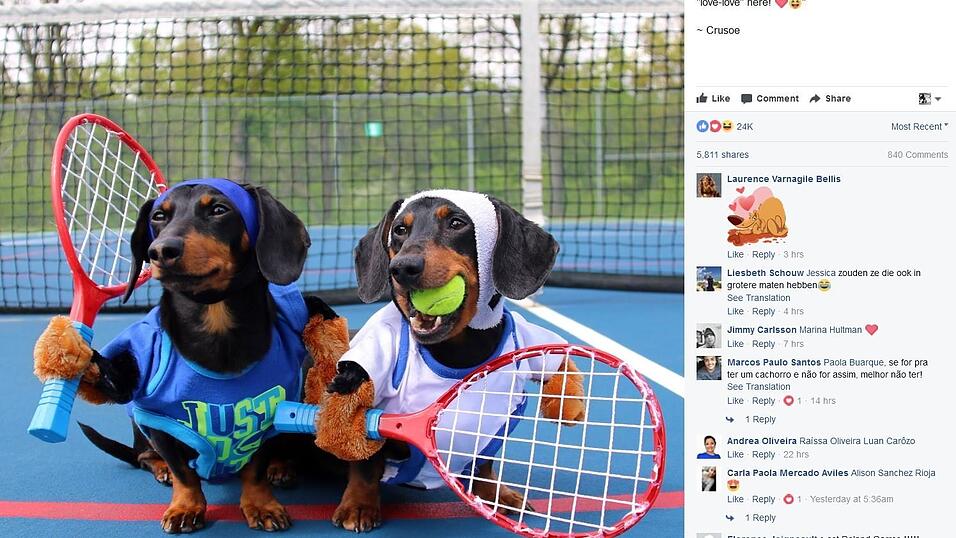 Crusoe ist durch seine Videos wohl zum berühmtesten Dachshund geworden. Crusoe ist durch seine Videos wohl zum berühmtesten Dachshund geworden.