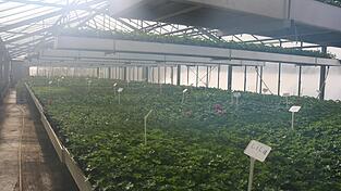 Die bereits angepflanzten Geranien stehen noch sicher in der Wärme des Gewächshauses.