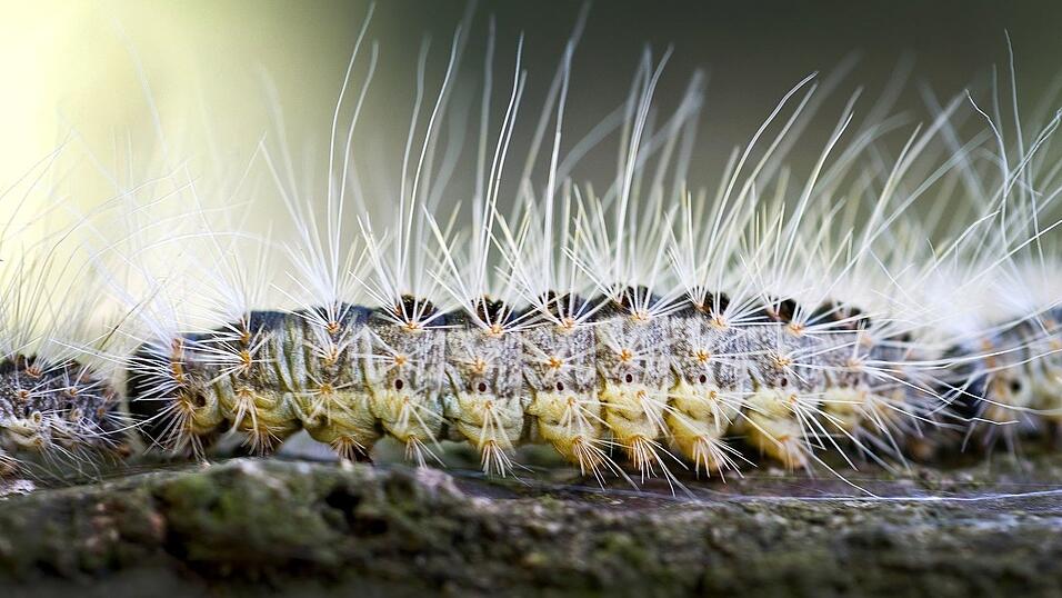 Bei den deutlich erkennbaren Haaren handelt es sich aber nicht um die Brennhaare. Diese sind so winzig, dass sie mit bloßem Auge nicht zu sehen sind. (Archivbild) Bei den deutlich erkennbaren Haaren handelt es sich aber nicht um die Brennhaare. Diese sind so winzig, dass sie mit bloßem Auge nicht zu sehen sind. (Archivbild)
