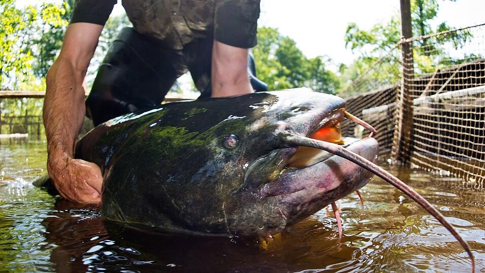 Die Ermittlungen wegen eines möglichen Verstoßes gegen das Tierschutzgesetz wurden eingestellt. (Symbolbild) Die Ermittlungen wegen eines möglichen Verstoßes gegen das Tierschutzgesetz wurden eingestellt. (Symbolbild)