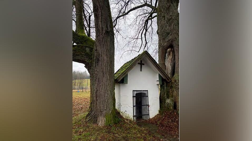 Auch die zwei 150 Jahre alten Linden sind seit 1991 ein Naturdenkmal. Dass sie aber so nah an der Gscheidbühler Kapelle stehen, macht ihr zu schaffen. Auch die zwei 150 Jahre alten Linden sind seit 1991 ein Naturdenkmal. Dass sie aber so nah an der Gscheidbühler Kapelle stehen, macht ihr zu schaffen.