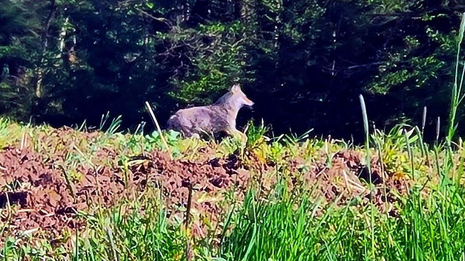 Annika Besgen konnte bei Vilshofen aus dem Auto heraus mit ihrem Handy einen mutma&szlig;lichen Wolf fotografieren.