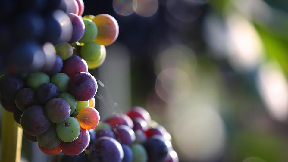 Für das Wein-Hauptanbaugebiet in Unterfranken wird die Wasserknappheit zu einem immer größeren Problem. Für das Wein-Hauptanbaugebiet in Unterfranken wird die Wasserknappheit zu einem immer größeren Problem.
