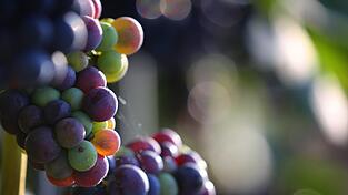 Für das Wein-Hauptanbaugebiet in Unterfranken wird die Wasserknappheit zu einem immer größeren Problem. Für das Wein-Hauptanbaugebiet in Unterfranken wird die Wasserknappheit zu einem immer größeren Problem.