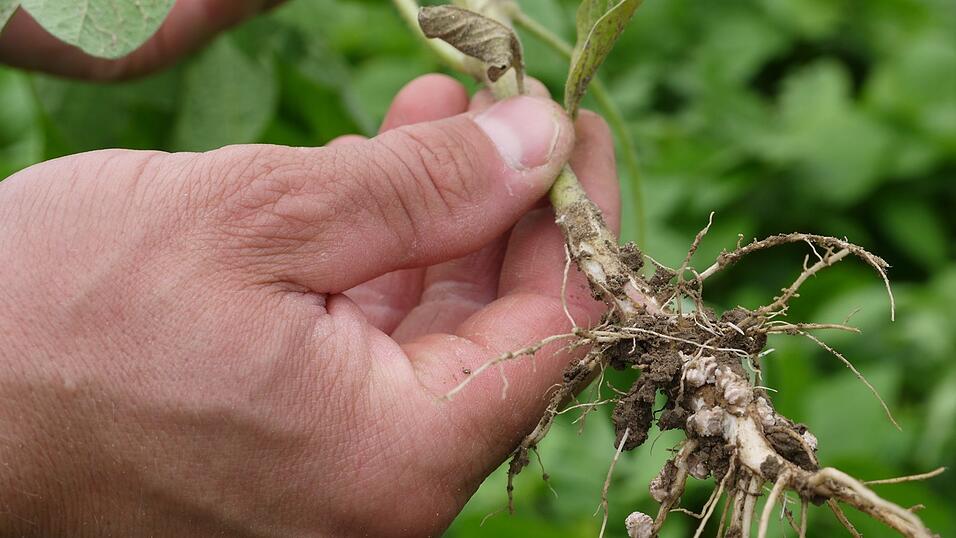 Georg Mayerhofer pflanzt auch Sojabohnen an. Georg Mayerhofer pflanzt auch Sojabohnen an.