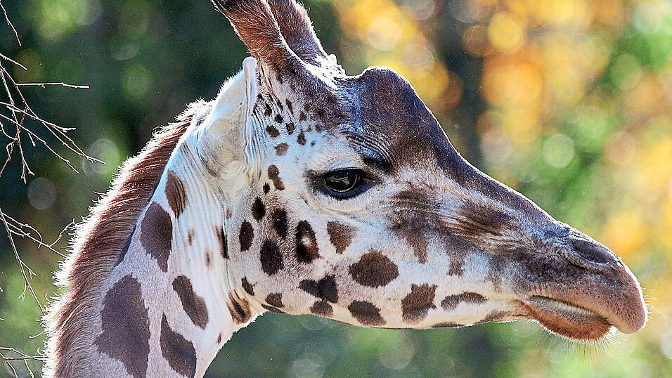 Die Rothschildgiraffe Lifty im Tiergarten Nürnberg.
