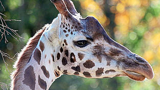 Die Rothschildgiraffe Lifty im Tiergarten N&uuml;rnberg.