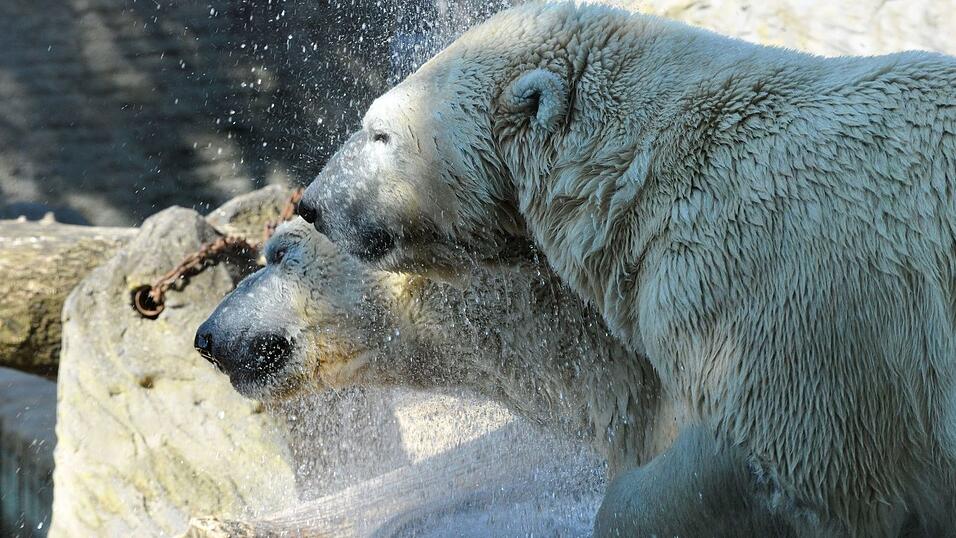 Eisbären-Zwillinge Gregor und Aleut wurden in Nürnberg geboren. Eisbären-Zwillinge Gregor und Aleut wurden in Nürnberg geboren.