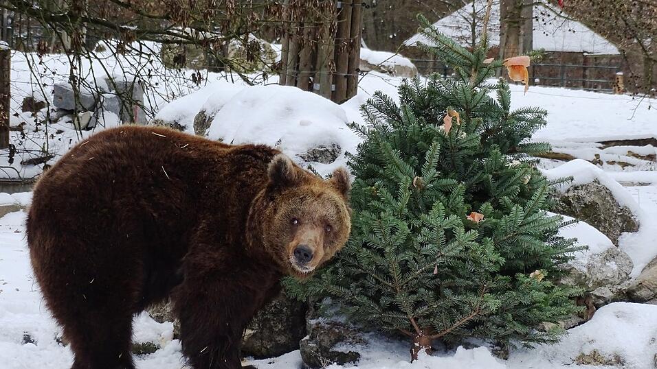 Schicht- und Revierleiter Günter Hartl sowie Raubtierpfleger Jan Morgenroth haben einen Baum für Braunbärin Elli zum Geburtstag mit Leckerbissen bestückt. Elli ließ es sich schmecken. Schicht- und Revierleiter Günter Hartl sowie Raubtierpfleger Jan Morgenroth haben einen Baum für Braunbärin Elli zum Geburtstag mit Leckerbissen bestückt. Elli ließ es sich schmecken.
