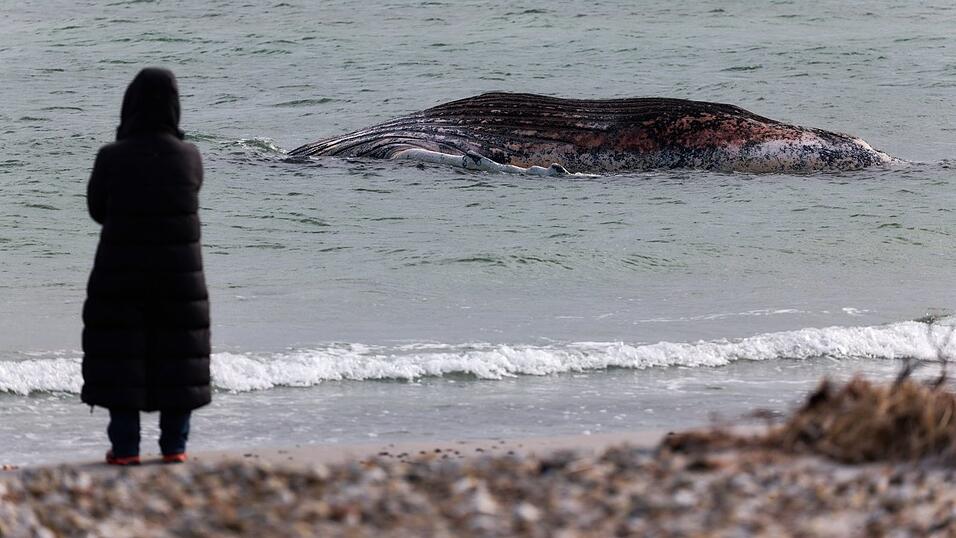 Lange hatte der tote Wal im flachen Wasser vor der Insel gelegen. (Archivbild)