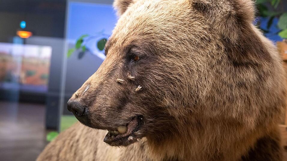 Der ausgestopfte Braunbär Bruno ist ein Symbol für die schwierige Rückkehr von wilden Tieren nach Deutschland. (Archivbild) Der ausgestopfte Braunbär Bruno ist ein Symbol für die schwierige Rückkehr von wilden Tieren nach Deutschland. (Archivbild)