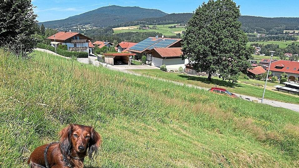 Dass für ein Wohnhaus an diesem Hang Erde abgetragen beziehungsweise aufgefüllt werden muss, versteht sich von selbst. Dass für ein Wohnhaus an diesem Hang Erde abgetragen beziehungsweise aufgefüllt werden muss, versteht sich von selbst.