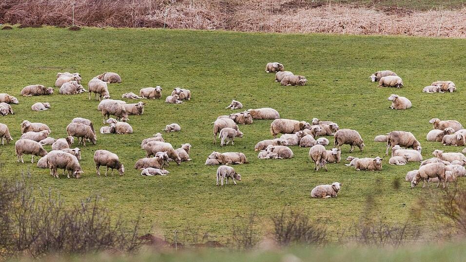 In Augsburg sind laut Polizei 13 Schafe von einer Weide gestohlen worden. (Symbolbild) In Augsburg sind laut Polizei 13 Schafe von einer Weide gestohlen worden. (Symbolbild)