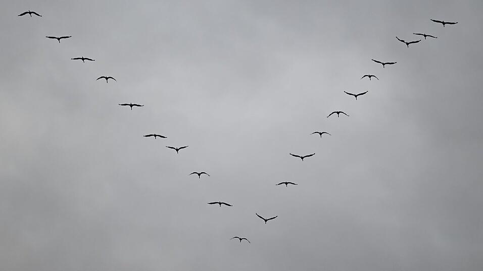 Zugvögel, die in Afrika überwintern, kommen zwar früher zurück, verpassen klimabedingt jedoch bisweilen die beste Zeit zum Fressen in ihrem heimischen Gebieten. Zugvögel, die in Afrika überwintern, kommen zwar früher zurück, verpassen klimabedingt jedoch bisweilen die beste Zeit zum Fressen in ihrem heimischen Gebieten.
