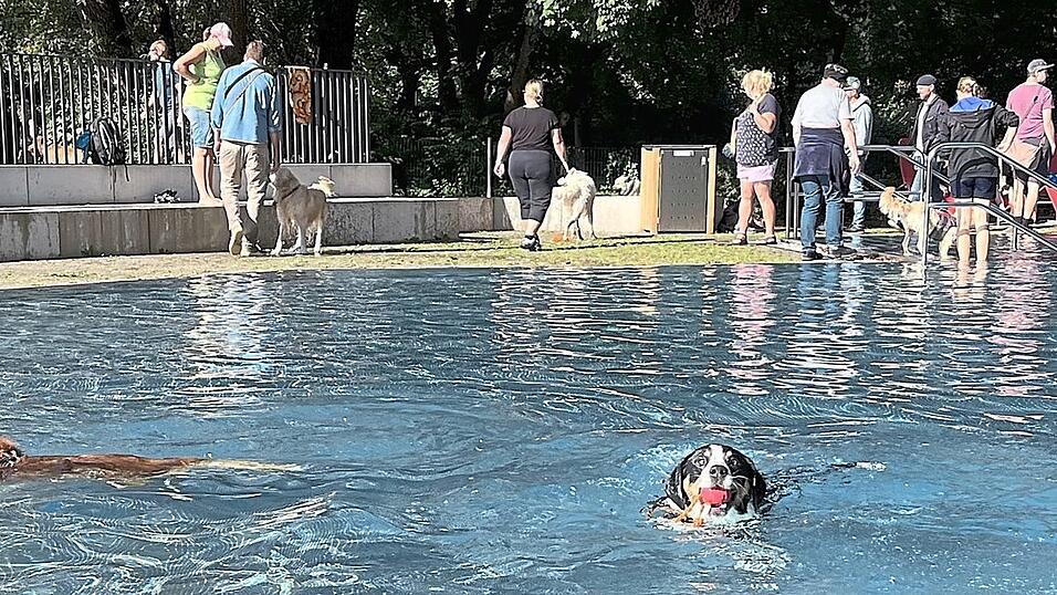 Begeistert holten die Hunde Spielzeug aus dem Becken.