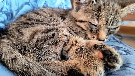 Tierschutzvereine wie Cats & Dogs in Not kümmern sich um Streunerkatzen, die sonst niemand versorgt.
