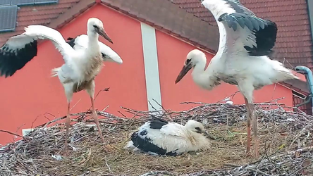 Es wird nicht mehr lange dauern, dann heben die ersten zwei Jungst&ouml;rche zu ihren ersten Rundflug ab.