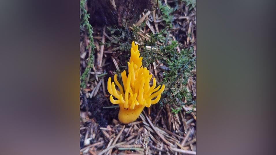 Dieses faszinierende Exemplar hat Claudia Hemmer im Wald bei Zweikirchen fotografiert. Dieses faszinierende Exemplar hat Claudia Hemmer im Wald bei Zweikirchen fotografiert.
