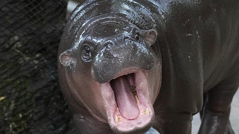 Moo Deng bedeutet so viel wie 'hüpfendes Schweinchen' - Internet-User hatten über den Namen abgestimmt.