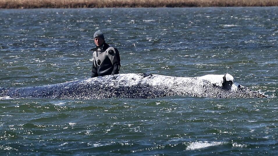 Der Wal sei transportf&auml;hig, so Backhaus.