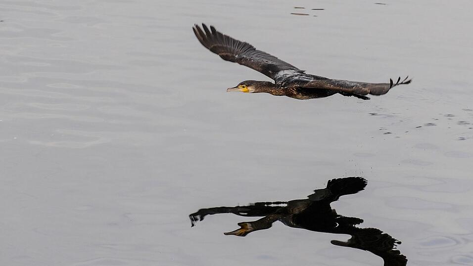 Bi zu einem halben Kilo Fisch kann ein Kormoran am Tag fressen. (Archivfoto)