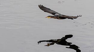 Bi zu einem halben Kilo Fisch kann ein Kormoran am Tag fressen. (Archivfoto)