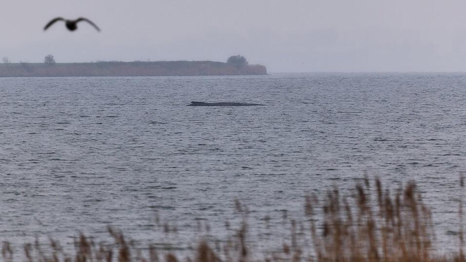 Der Buckelwal atmet inzwischen schwächer. Der Buckelwal atmet inzwischen schwächer.