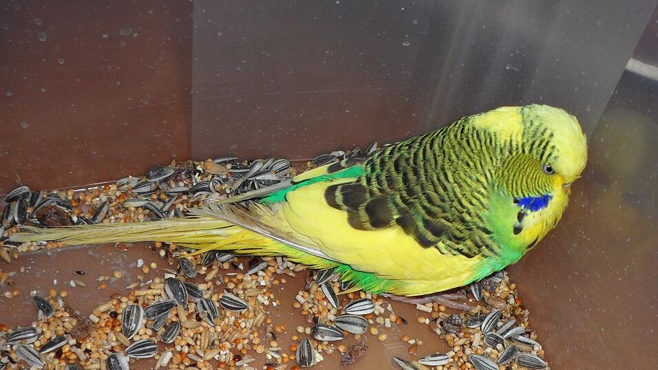 Der gelb-gr&uuml;ne Wellensitich fand sich am Samstagabend.