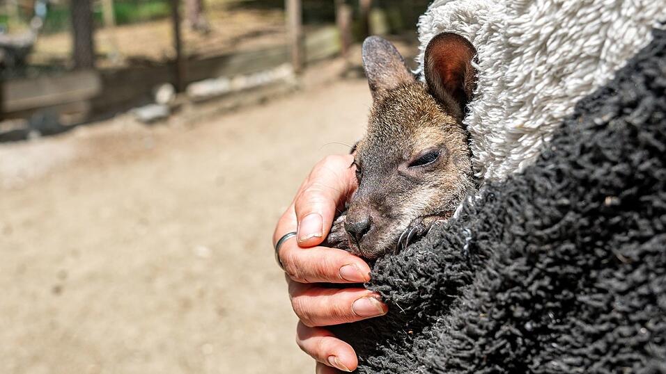 K&auml;nguru Elli schaut aus dem Pulli von Tierpark-Chefin Nicole Hoffmeister. Sie zieht das verwaiste Jungtier gro&szlig;.