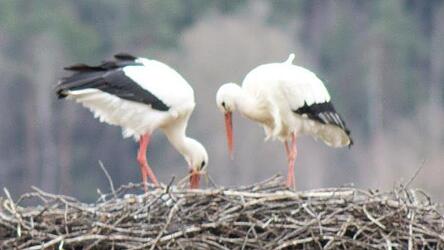 Das Storchenpaar in Chamerau ist zur&uuml;ck.