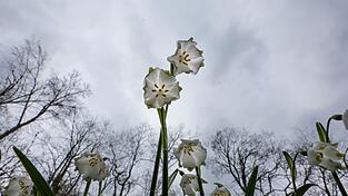 Das Wetter in Deutschland zeigt sich in den kommenden Tagen von seiner ungem&uuml;tlichen Seite. (Symbolbild)