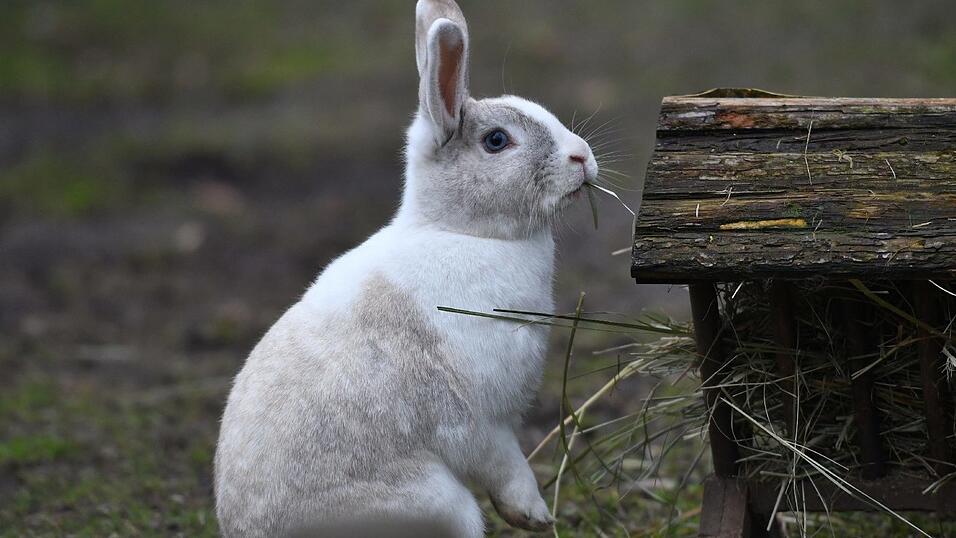 In Lichtenhaag bei Vilsbiburg (Kreis Landshut) wurde ein Hase tagelang an einer kurzen Leine festgebunden. Das Tier verhedderte sich in der Leine und erh&auml;ngte sich damit. (Symbolbild)