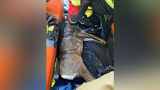 Die FFWler versuchen das Tier im Fahrzeug aufzuw&auml;rmen.