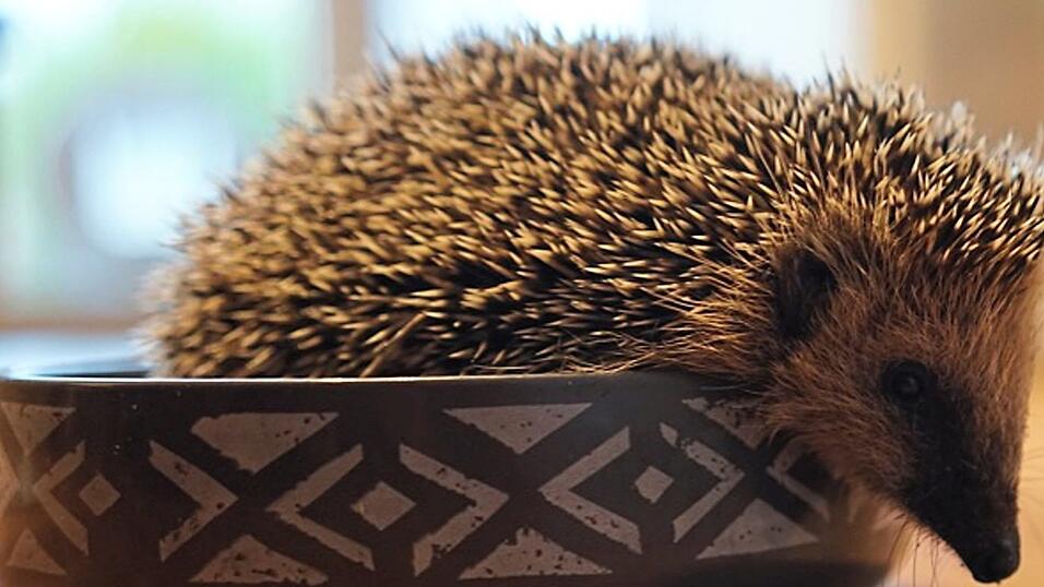 Die warmen Temperaturen locken die ersten Igel aus dem Winterschlaf. Diese wachen mit einem mächtigen Hunger auf - das Nahrungsangebot in der Natur ist noch nicht gegeben. Die Igelstation Otzing Niederbayern gibt Tipps, wie man dem Igel den Start ins neue Jahr leichter macht. Die warmen Temperaturen locken die ersten Igel aus dem Winterschlaf. Diese wachen mit einem mächtigen Hunger auf - das Nahrungsangebot in der Natur ist noch nicht gegeben. Die Igelstation Otzing Niederbayern gibt Tipps, wie man dem Igel den Start ins neue Jahr leichter macht.