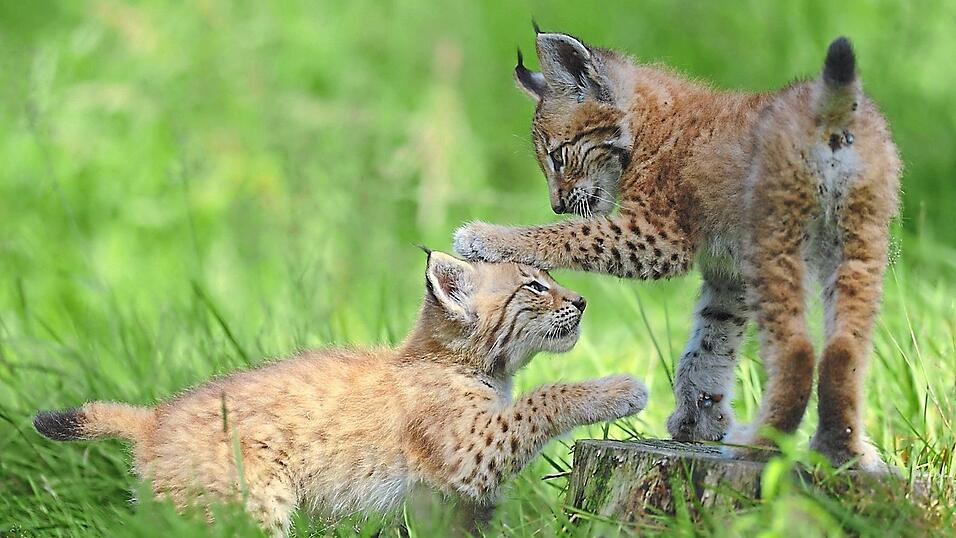 Zwei junge Luchse spielen auf einer Wiese. Seit den 1970er-Jahren versucht man im Freistaat die Tiere wiederanzusiedeln. Zwei junge Luchse spielen auf einer Wiese. Seit den 1970er-Jahren versucht man im Freistaat die Tiere wiederanzusiedeln.